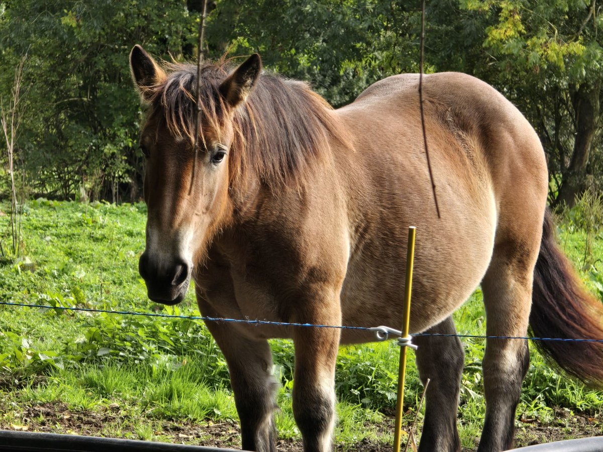 Pottok Mix Mare 3 years 13,1 hh Bay-Dark in Amiens