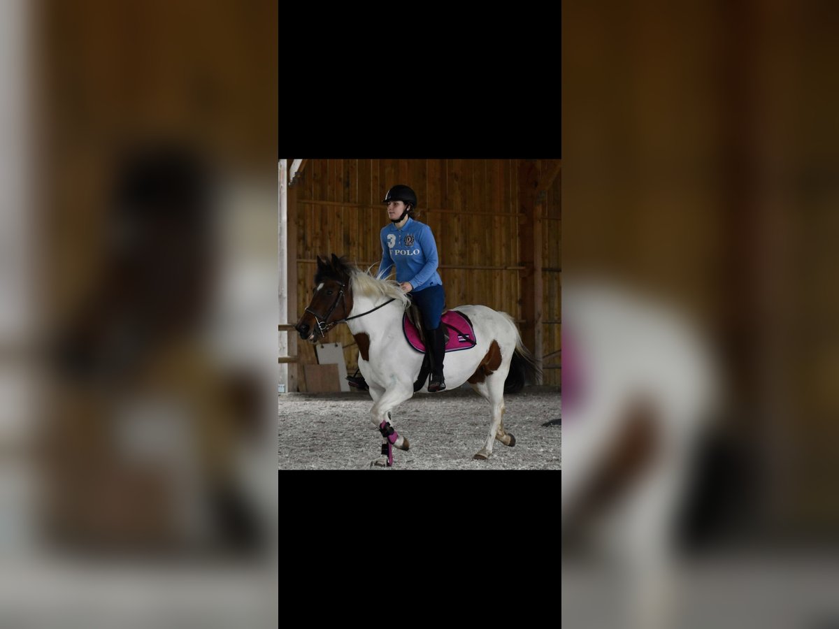 Pottok Mare 6 years 13 hh in Verneuil l&#39;etang