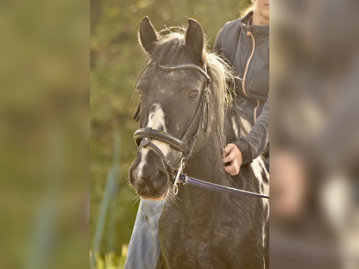 Pottok Merrie 20 Jaar 135 cm Gevlekt-paard in Ebersheim