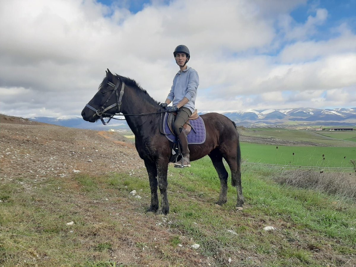 Pottok Merrie 5 Jaar 140 cm Zwart in Salvatierra/Agurain