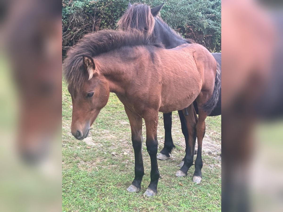 Pottok-ponny Hingst Föl (04/2024) in Orio