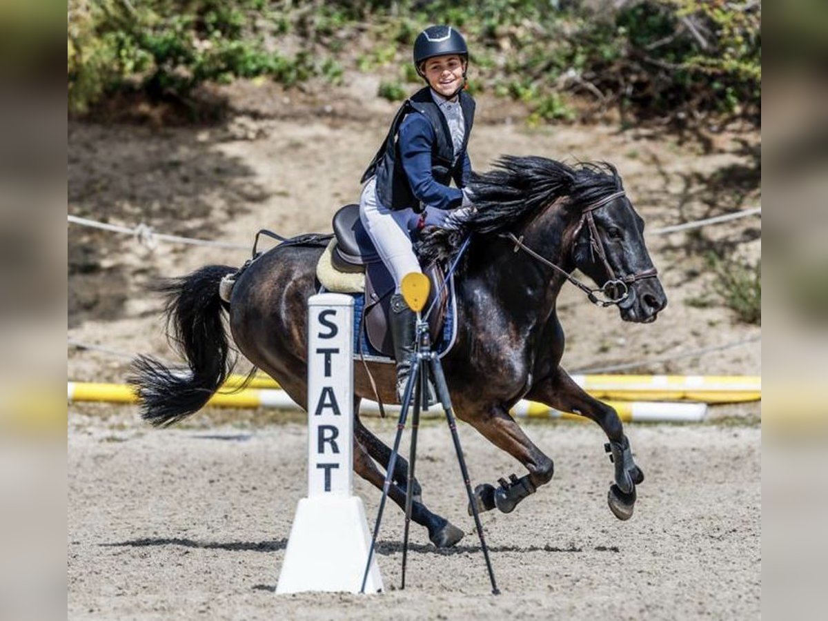 Pottok-ponny Valack 12 år 128 cm Svart in Cantabria