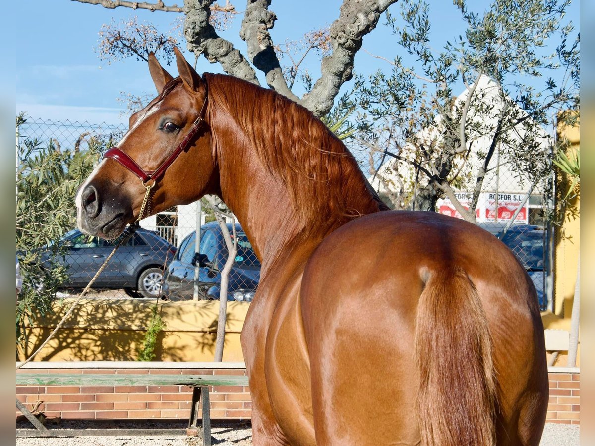 Pottok Stallone 6 Anni 170 cm Sauro ciliegia in Vilanova y la Geltru