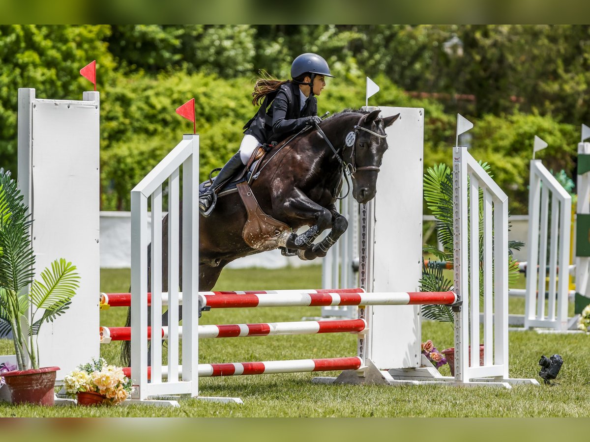 Pottok Wallach 18 Jahre 130 cm Rappe in Castellon De La Plana/Castello De La Plana