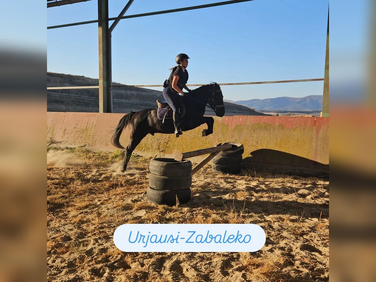 Pottoka Caballo castrado 4 años 133 cm Negro in Salvatierra Pottoka Caballo castrado 4 años 133 cm Negro in Salvatierra