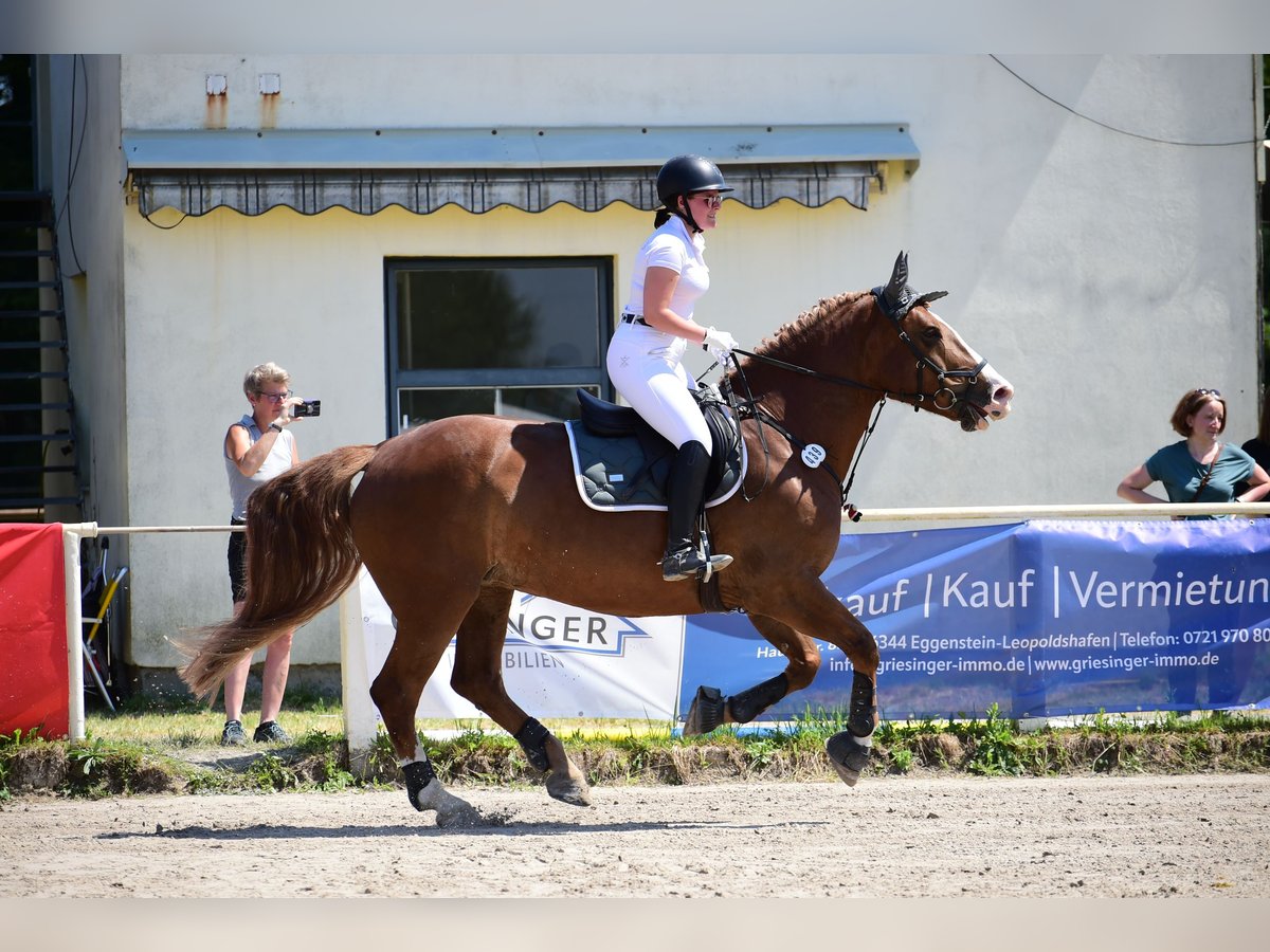 Południowoniemiecki koń zimnokrwisty Klacz 17 lat 161 cm Ciemnokasztanowata in Tiefenbronn