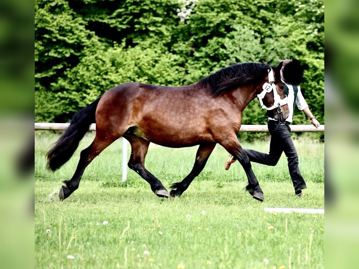 Południowoniemiecki koń zimnokrwisty Klacz 3 lat 163 cm Ciemnogniada in Kirchberg im Wald