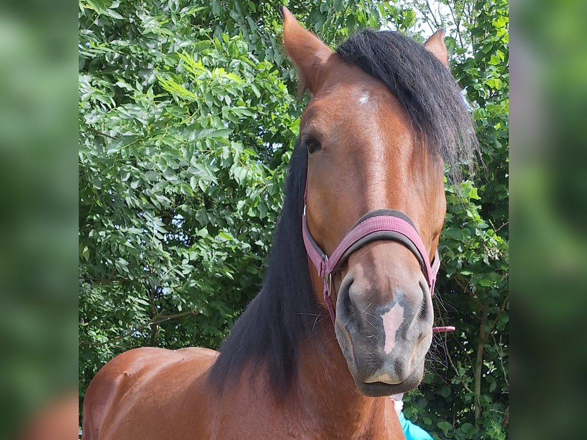 Południowoniemiecki koń zimnokrwisty Klacz 4 lat 170 cm Gniada in T&#xFC;bingen