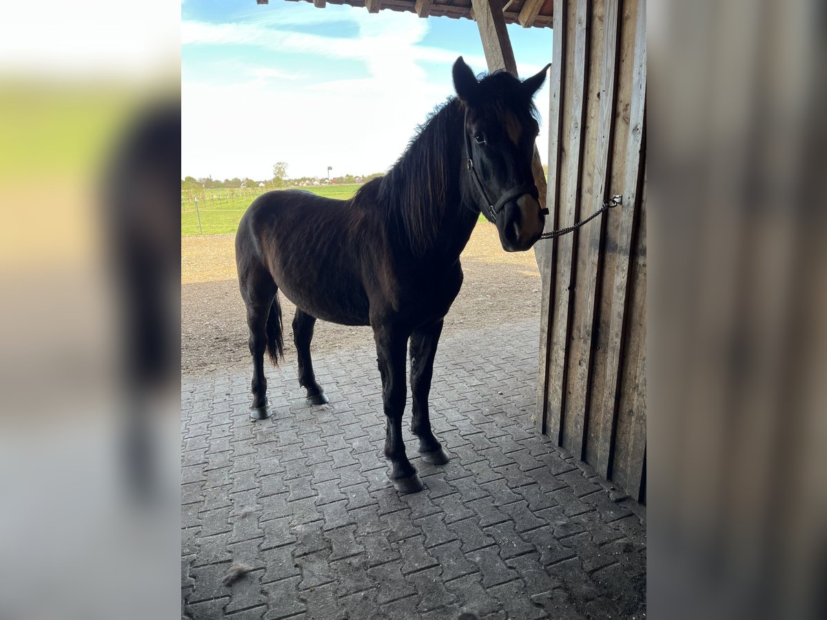 Południowoniemiecki koń zimnokrwisty Ogier 2 lat 164 cm Kara in Freising