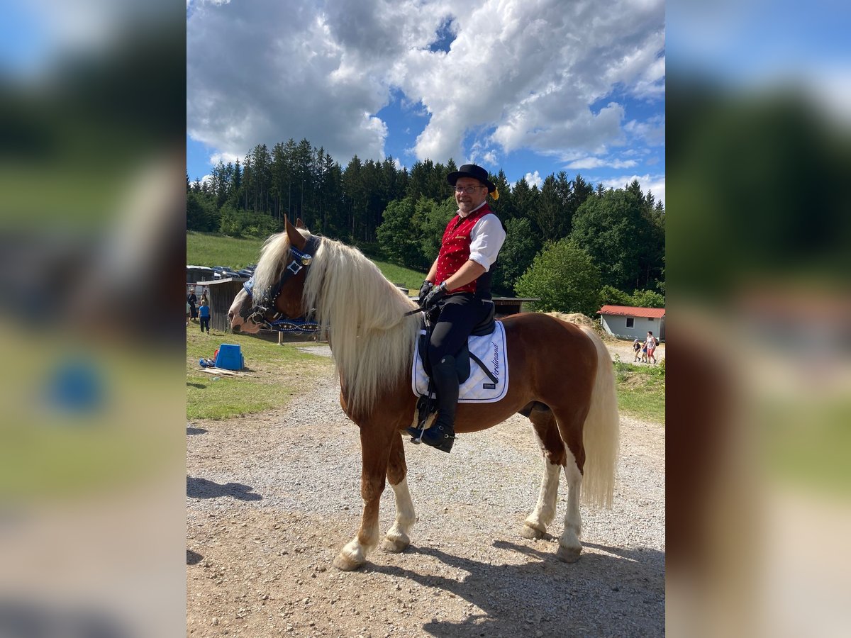 Południowoniemiecki koń zimnokrwisty Ogier 5 lat Kasztanowata in Rettenbach