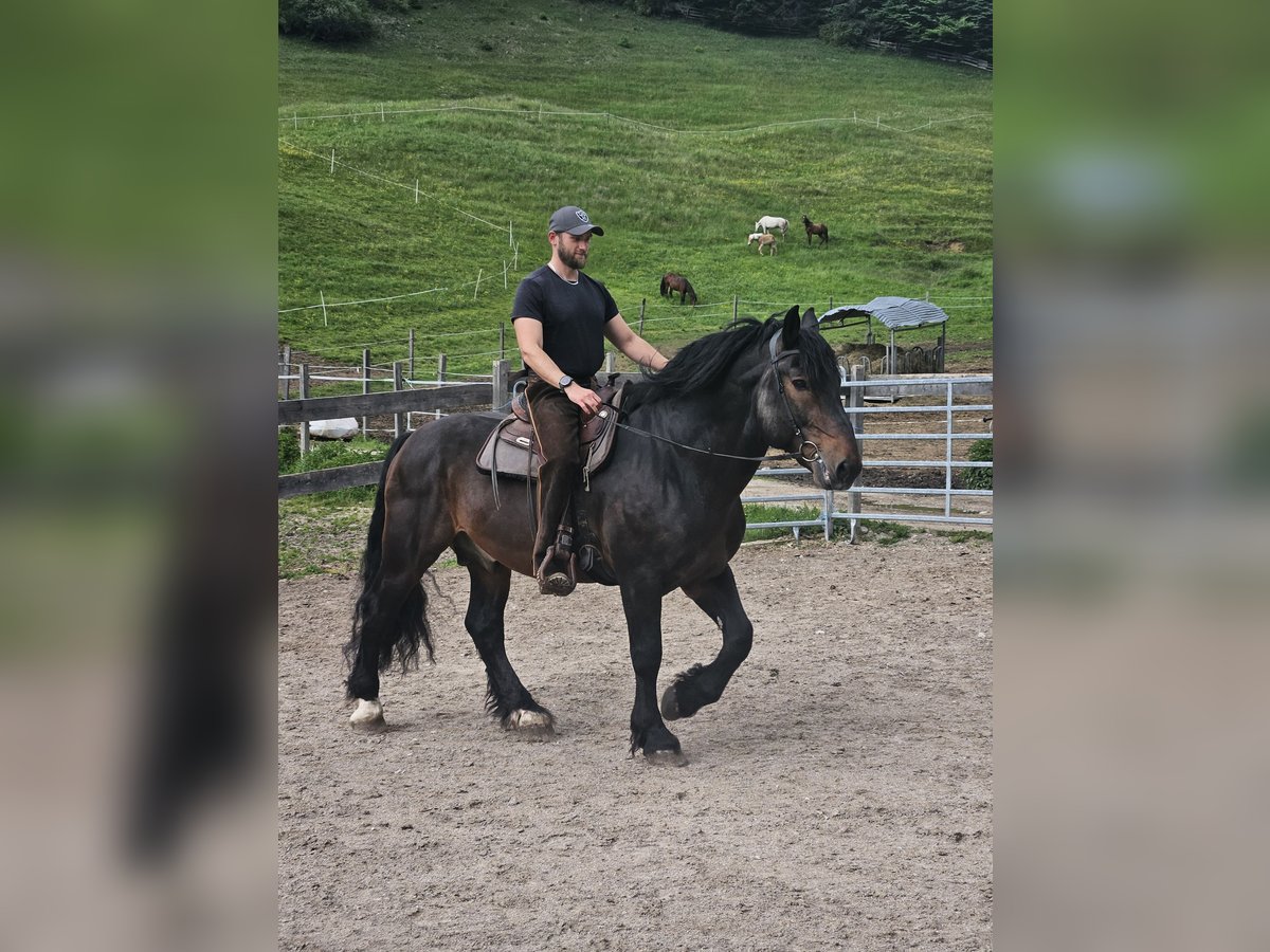 Południowoniemiecki koń zimnokrwisty Wałach 13 lat 170 cm Gniada in Achenkirch