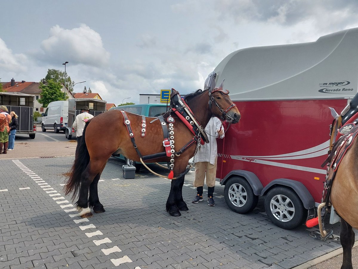 Południowoniemiecki koń zimnokrwisty Wałach 5 lat 168 cm Gniada in Herrieden