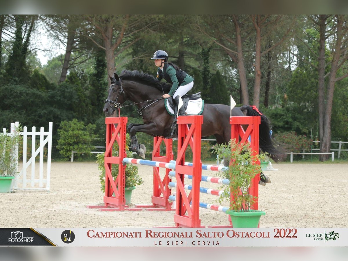 Pozostałe rasy Klacz 10 lat 174 cm Ciemnogniada in San Biagio