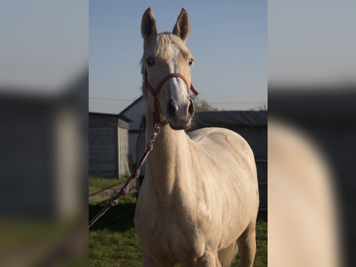 Pozostałe rasy Klacz 1 Rok 150 cm Izabelowata in Jank&#xF3;w Zale&#x15B;ny