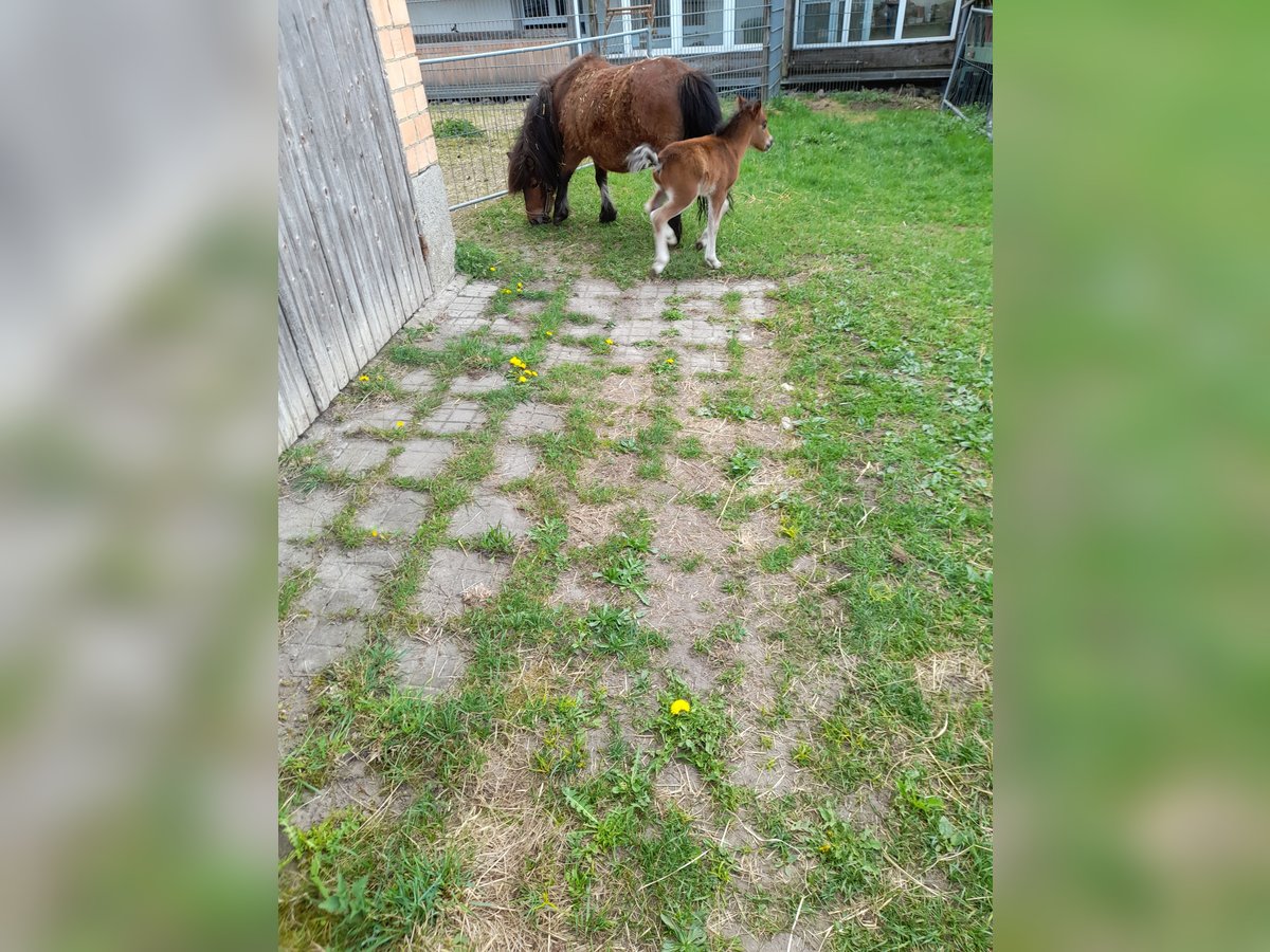 Pozostałe rasy Mix Klacz 4 lat 105 cm Kara in Bad Saulgau