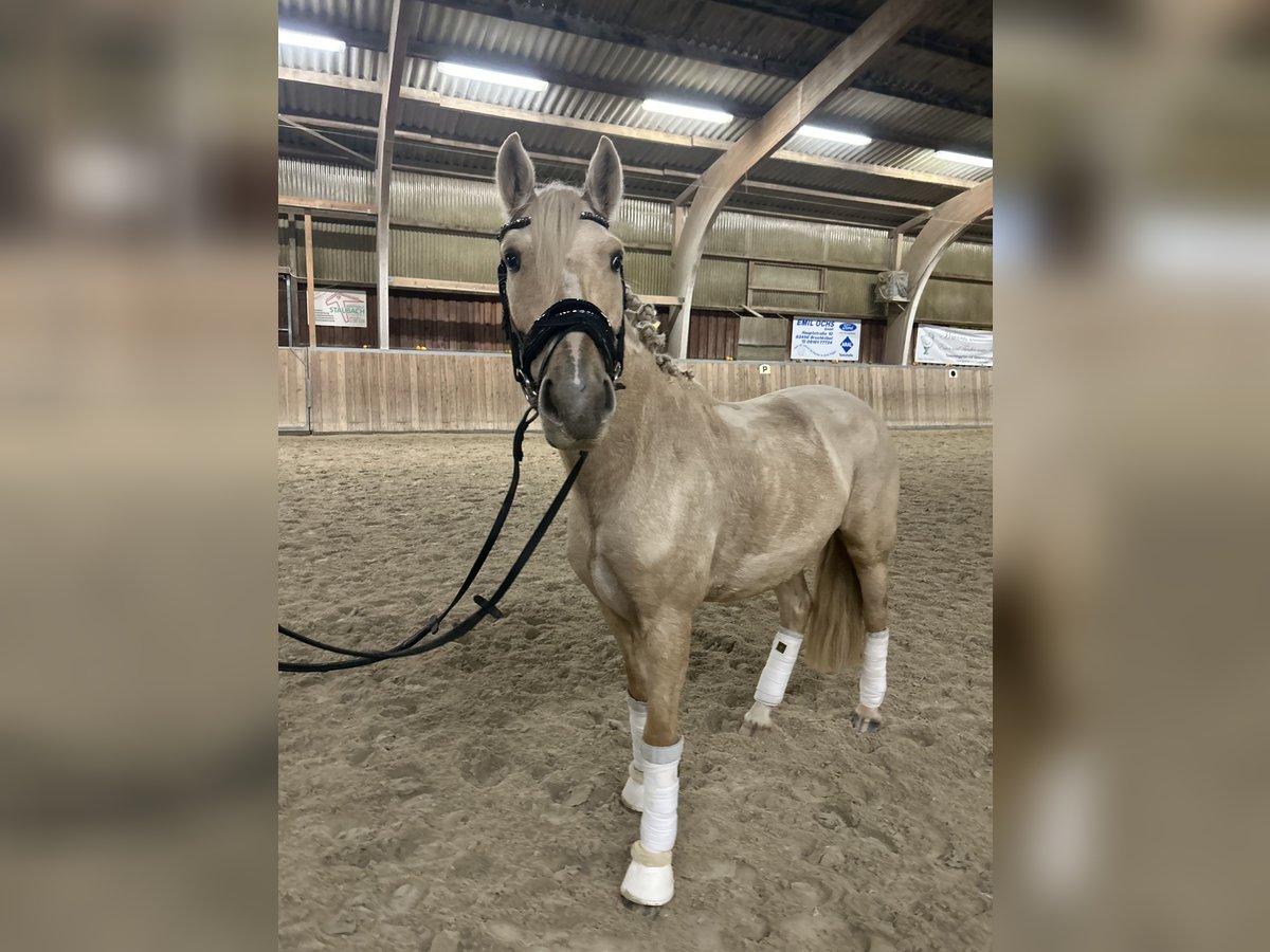 Pozostałe rasy Klacz 4 lat 147 cm Izabelowata in Bruchk&#xF6;bel