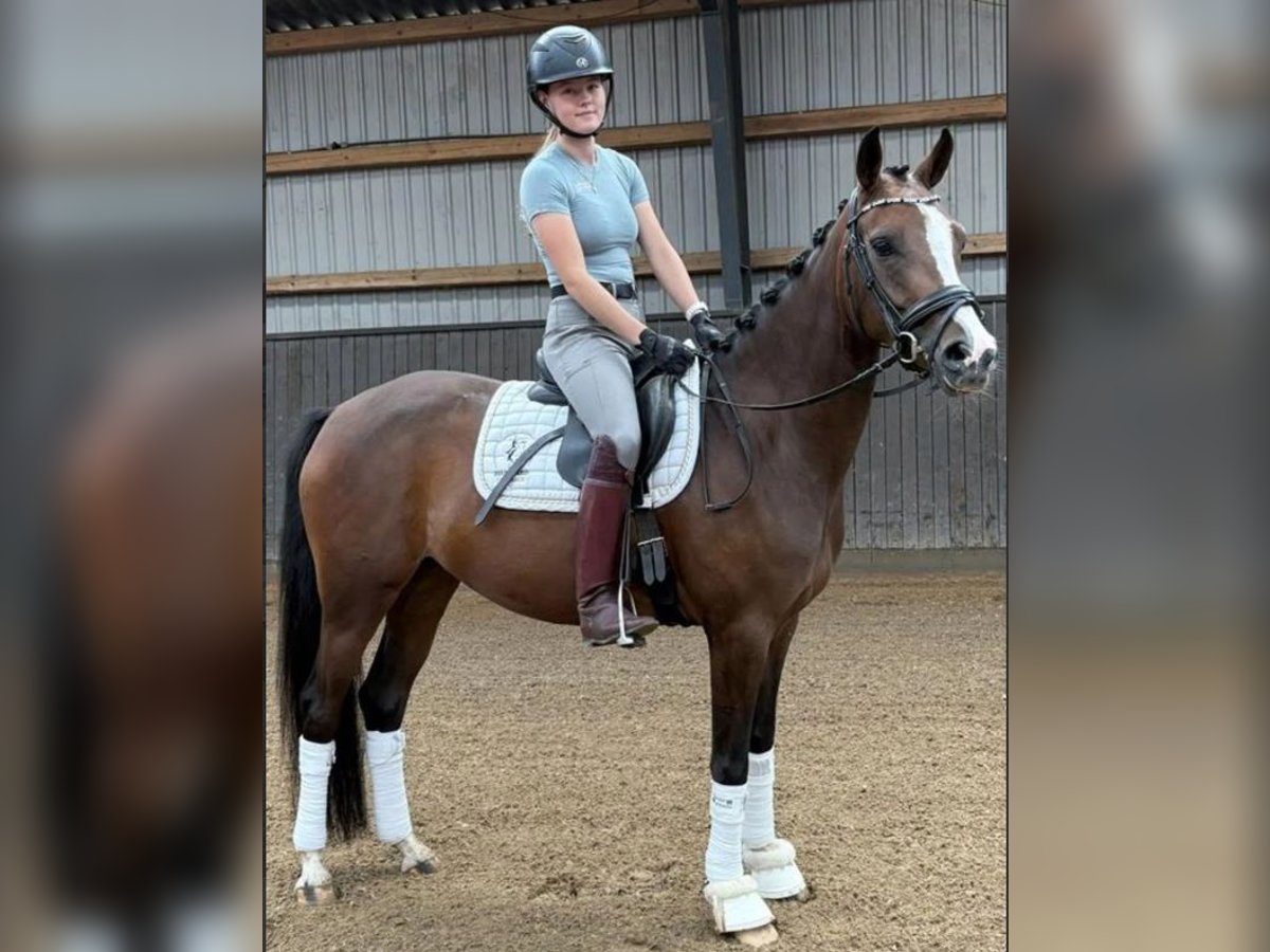 Pozostałe rasy Klacz 4 lat 148 cm Gniada in B&#xF8;rkop