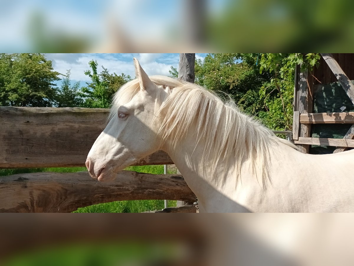 Pozostałe rasy Klacz 4 lat 153 cm Cremello in Oberschwarzach