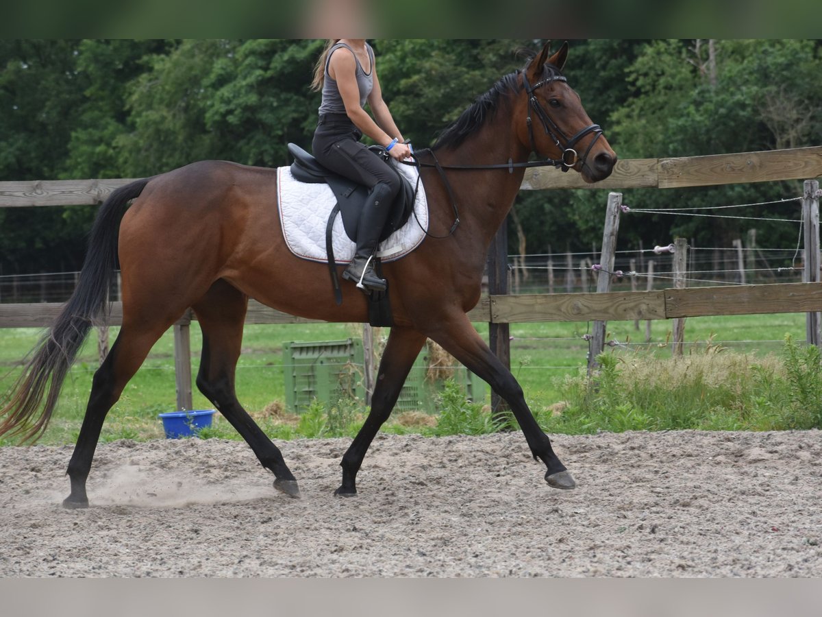 Pozostałe rasy Klacz 5 lat 163 cm Gniada in Achtmaal