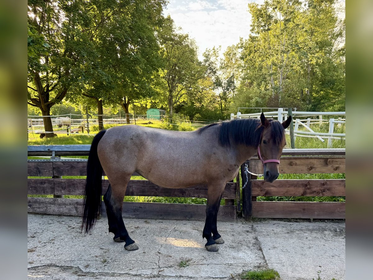 Pozostałe rasy Mix Klacz 6 lat 151 cm Bułana in Worms