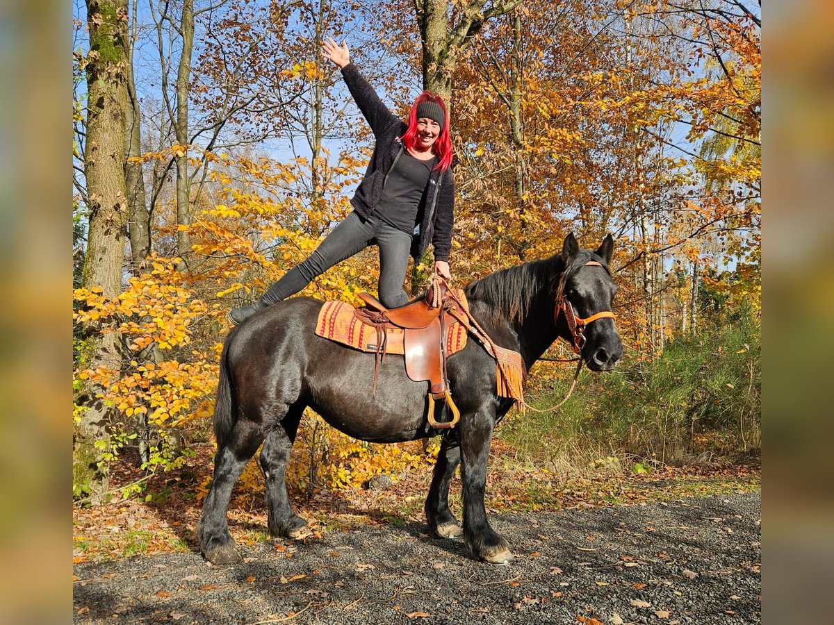 Pozostałe rasy Klacz 6 lat 152 cm Kara in Linkenbach