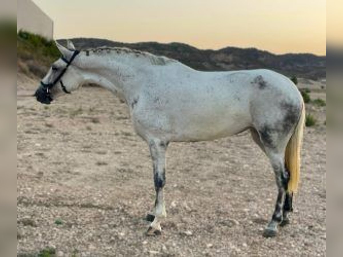 Pozostałe rasy Mix Klacz 7 lat 160 cm Siwa in Murcia