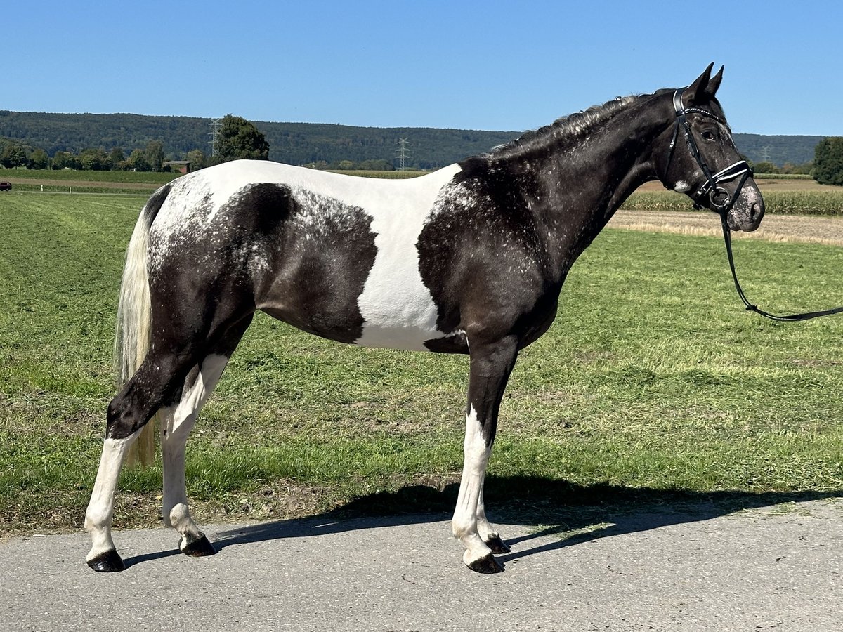Pozostałe rasy Mix Klacz 7 lat 160 cm Srokata in Riedlingen