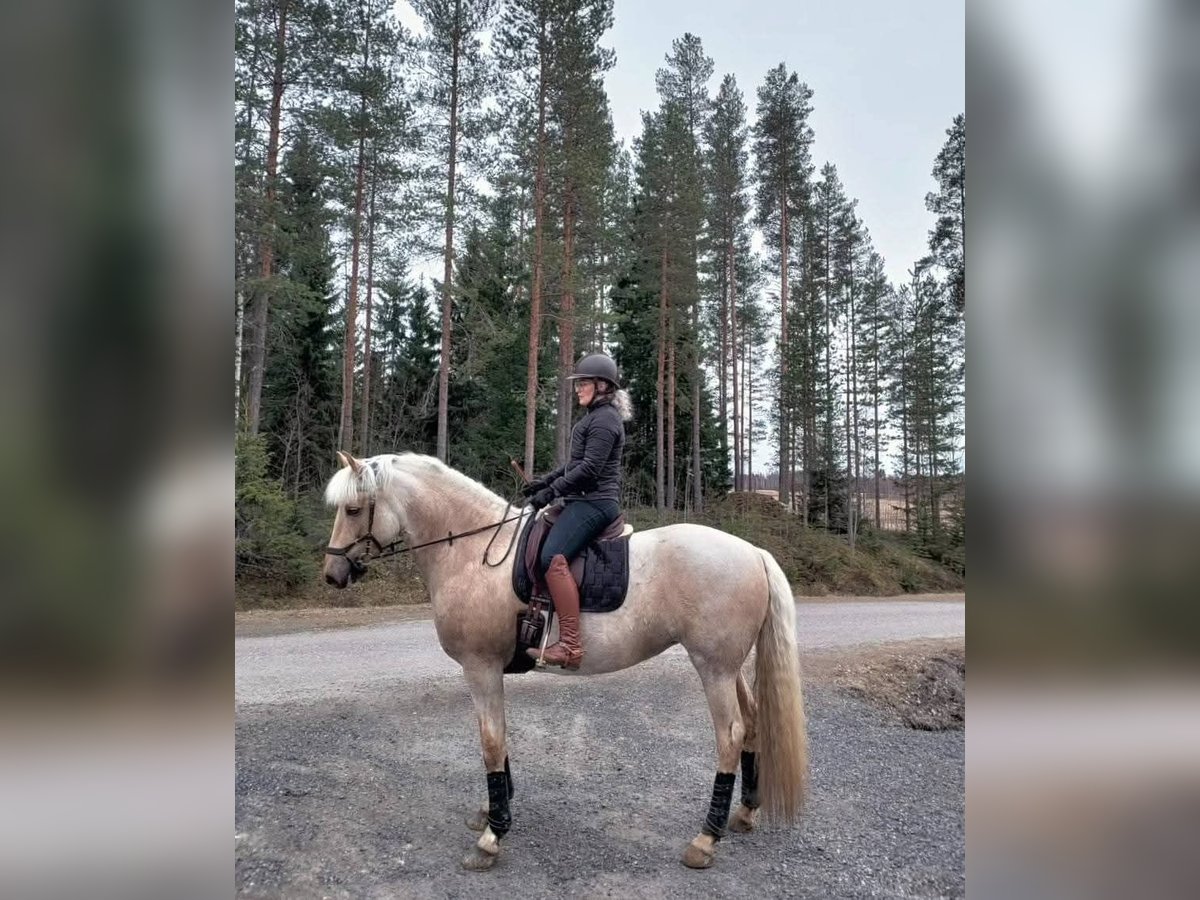 Pozostałe rasy Klacz 8 lat 163 cm Izabelowata in Paavola