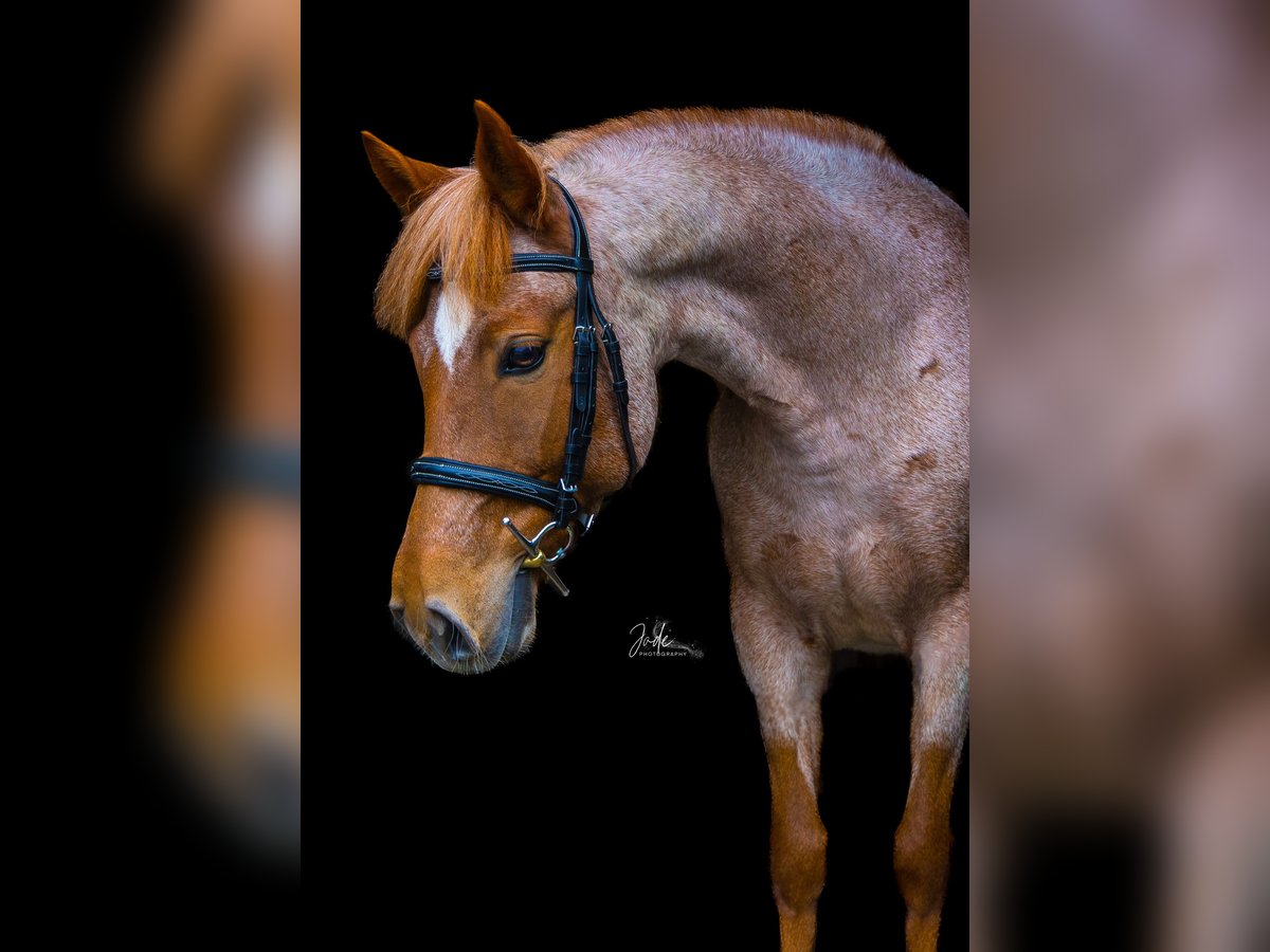 Pozostałe rasy Mix Klacz 9 lat 140 cm Kasztanowatodereszowata in Breskens