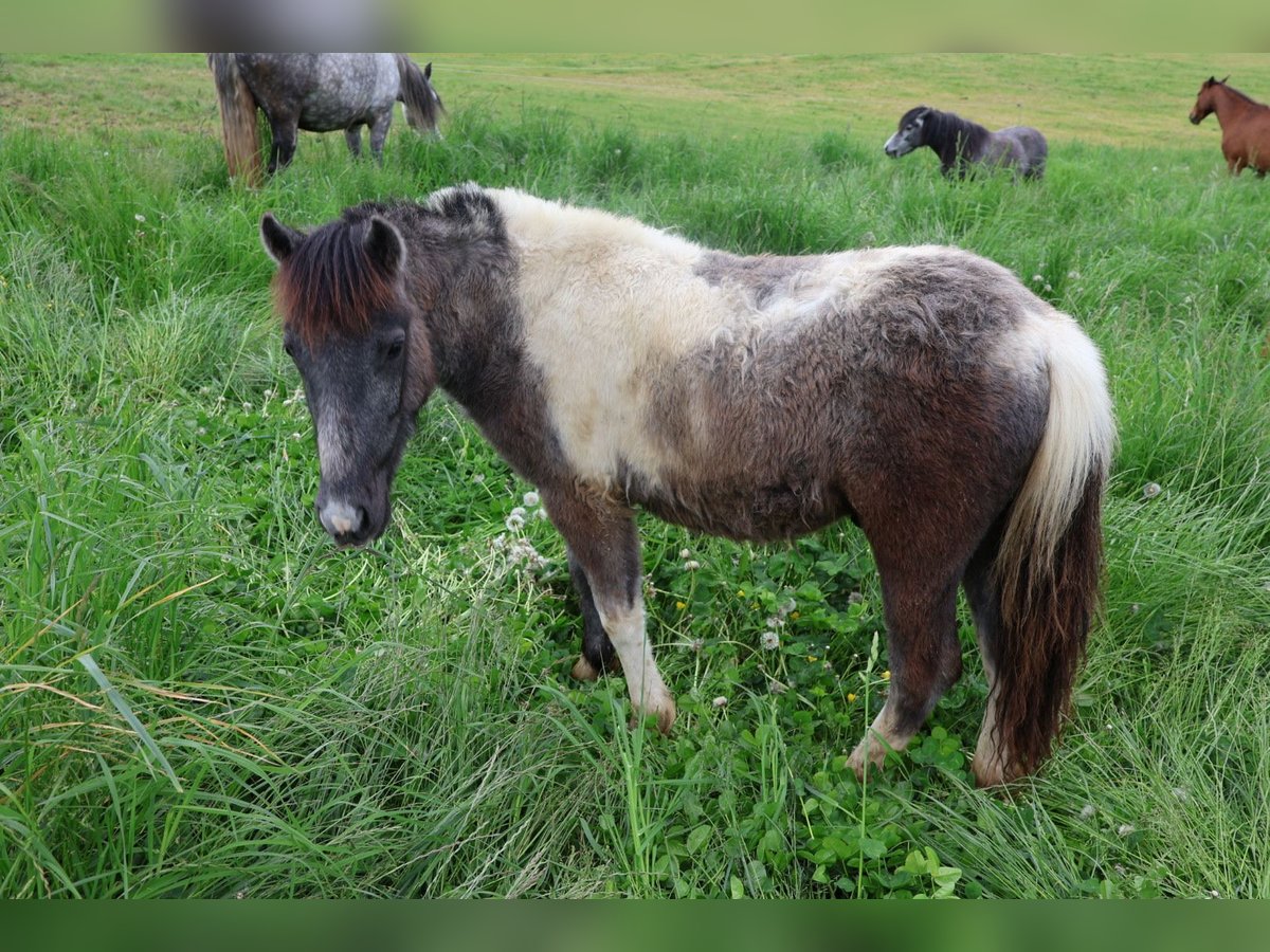 Pozostałe rasy Ogier 1 Rok 110 cm Może być siwy in Pregarten Pozostałe rasy Ogier 1 Rok 110 cm Może być siwy in Pregarten