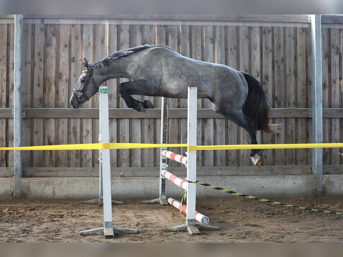 Pozostałe rasy Ogier 3 lat 166 cm Siwa in Kalmaru