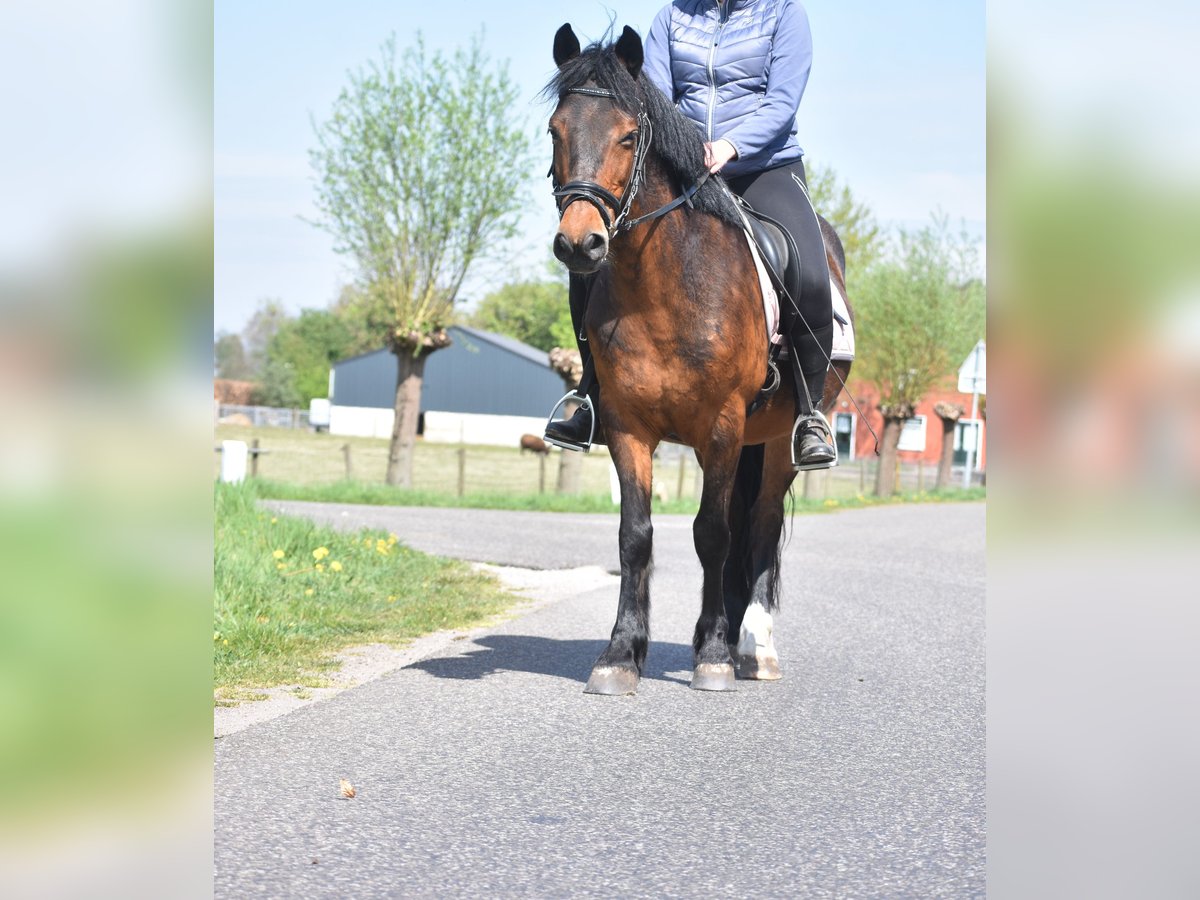 Pozostałe rasy Wałach 10 lat 148 cm Ciemnogniada in Achtmaal