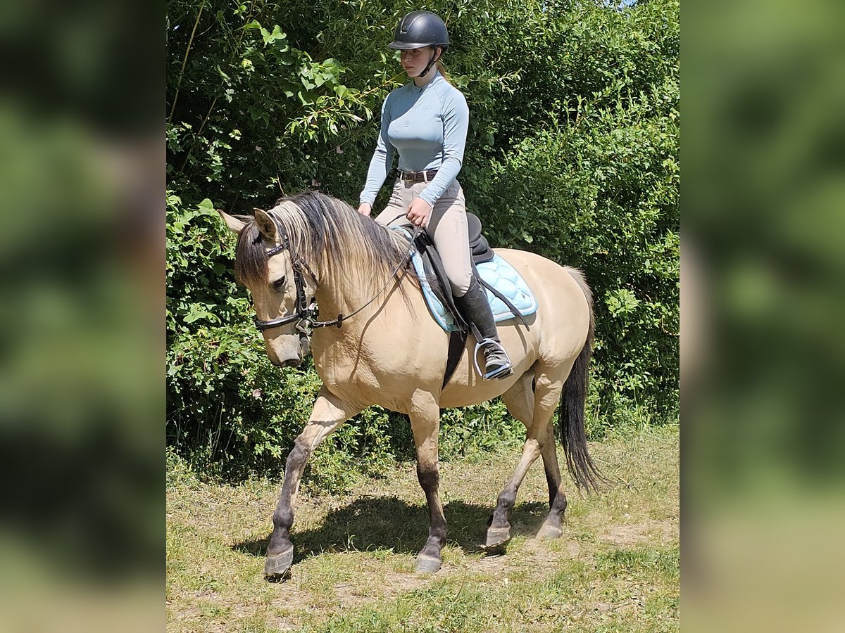 Pozostałe rasy Wałach 10 lat 150 cm Bułana in Bad Camberg