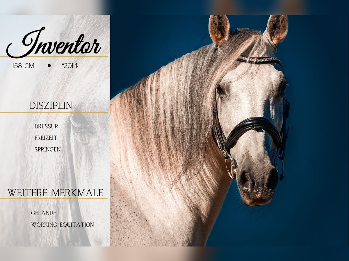 Pozostałe rasy Wałach 11 lat 158 cm Siwa in Nettersheim