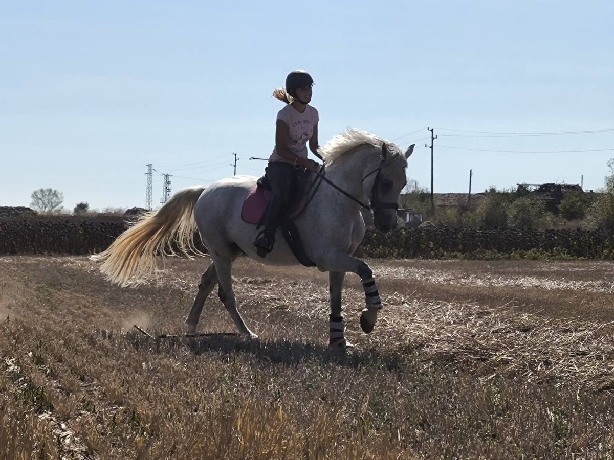Pozostałe rasy Wałach 11 lat 160 cm Siwa in &#x421;&#x43E;&#x444;&#x438;&#x44F; / Sofija