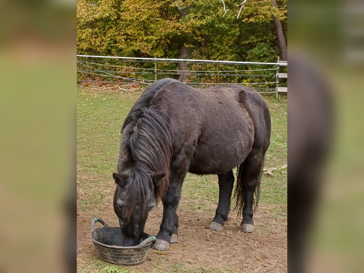 Pozostałe rasy Wałach 16 lat 110 cm Kara in L&#xF6;ffingen