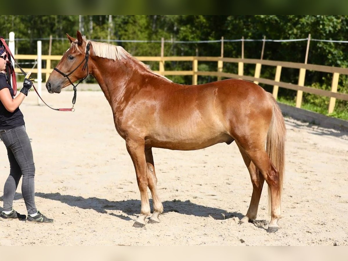 Pozostałe rasy Wałach 3 lat 145 cm in Tallinn