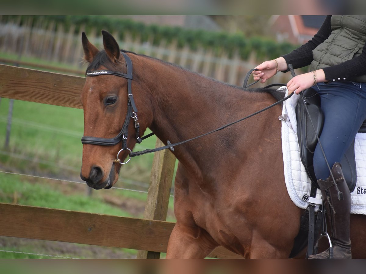 Pozostałe rasy Wałach 5 lat 158 cm Gniada in Achtmaal