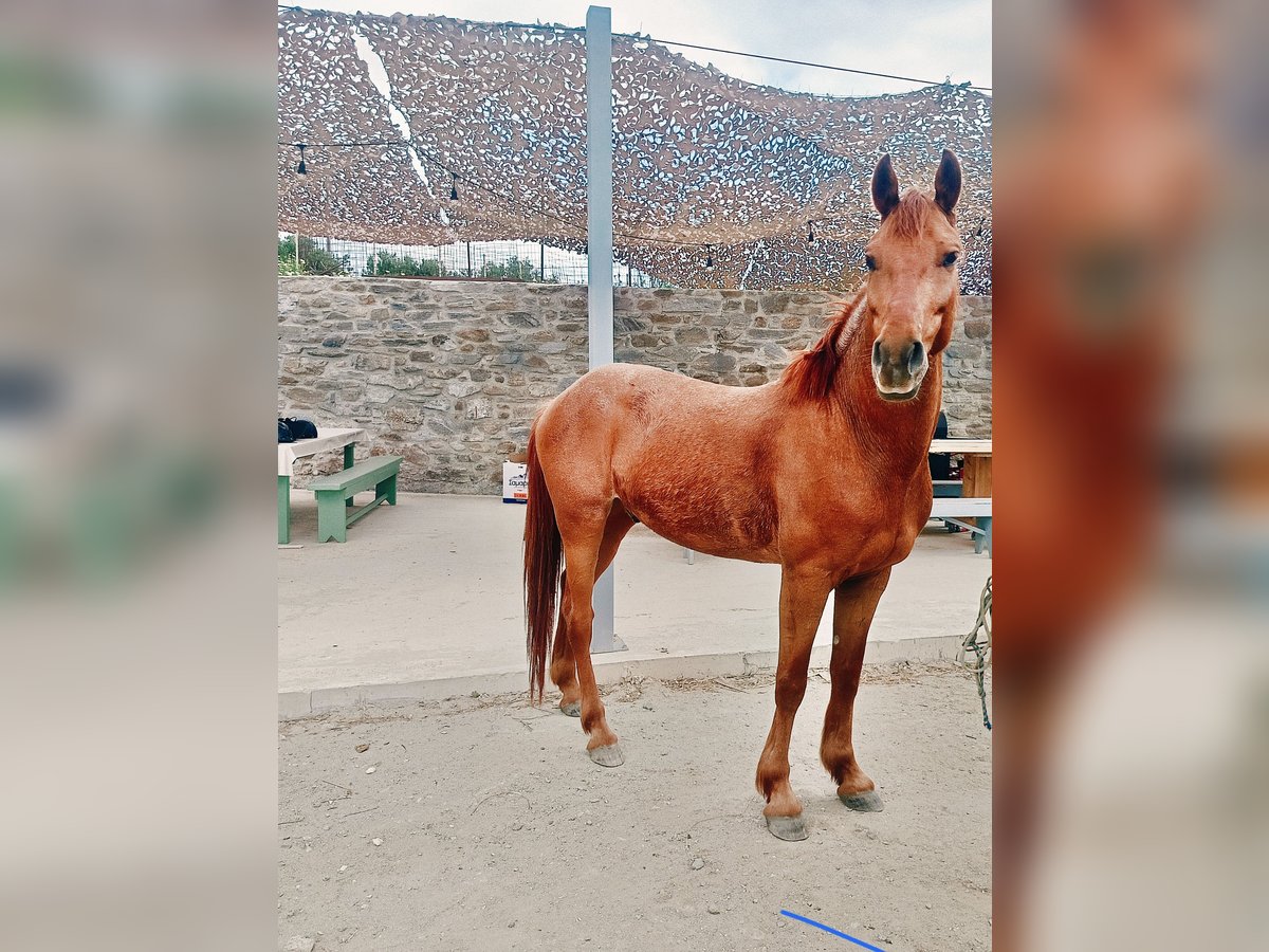Pozostałe rasy Mix Wałach 5 lat Kasztanowata in Paros