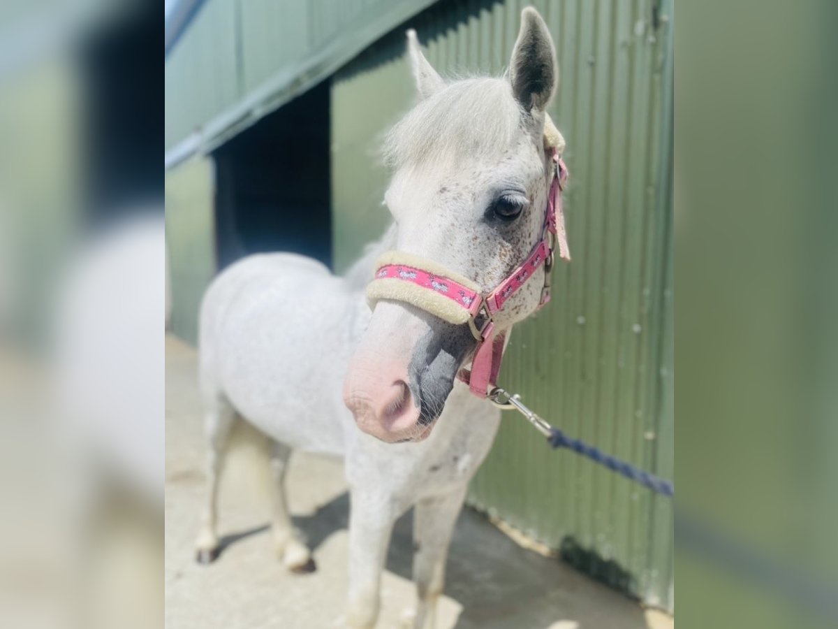 Pozostałe rasy Wałach 6 lat 123 cm Siwa w hreczce in Sligo