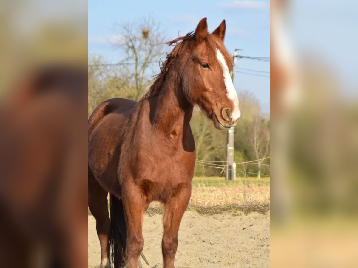 Pozostałe rasy Mix Wałach 6 lat 145 cm Ciemnokasztanowata in Dilbeek