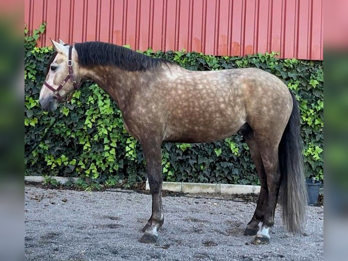 Pozostałe rasy Mix Wałach 6 lat 160 cm Siwa in Madrid