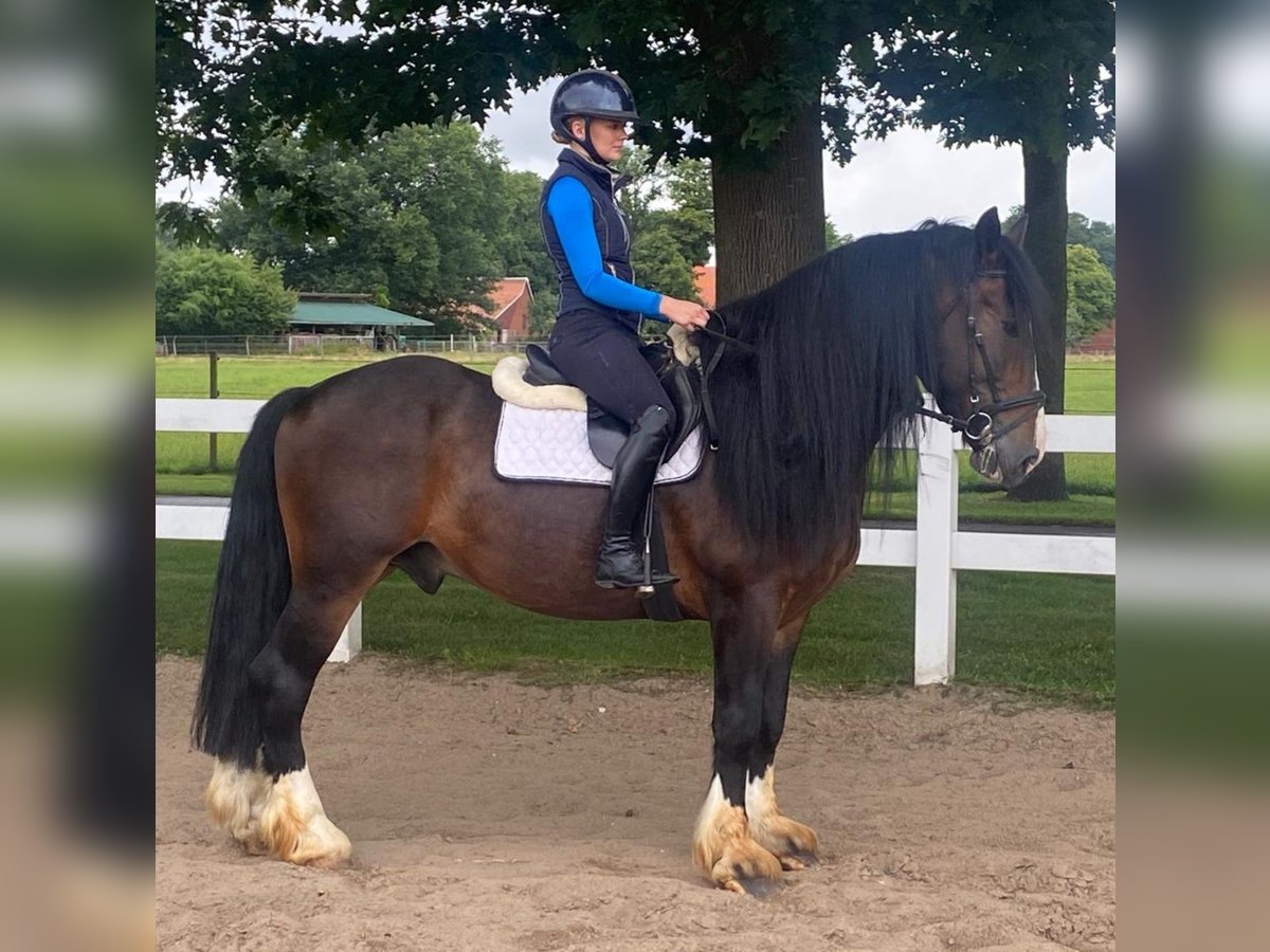 Pozostałe rasy Wałach 7 lat 160 cm Gniada in Hopsten