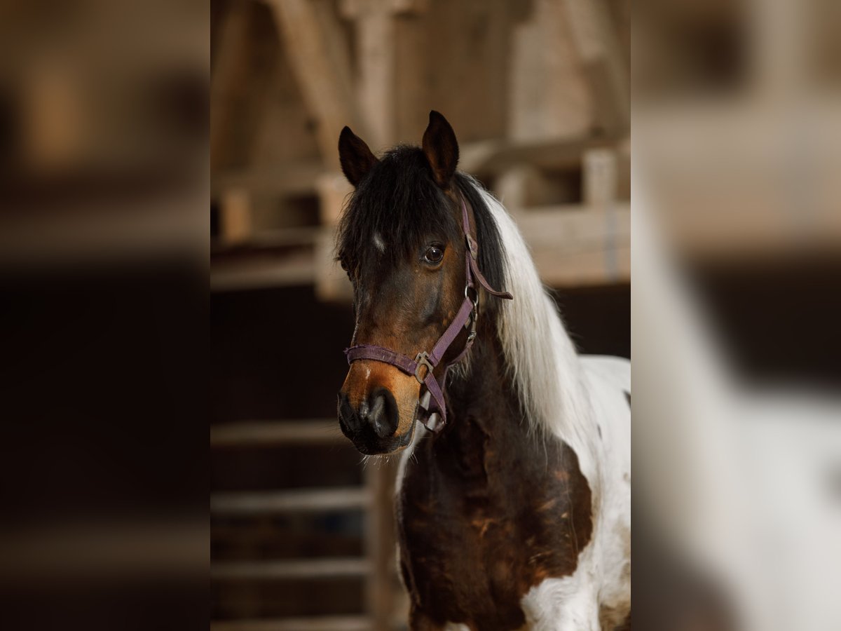 Pozostałe rasy Wałach 8 lat 146 cm Srokata in Hohenstein