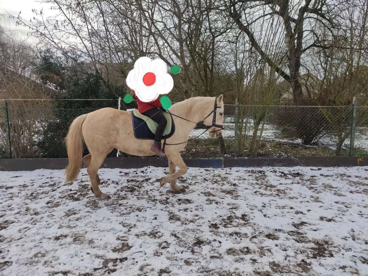 Pozostałe rasy Klacz 12 lat 154 cm Izabelowata in Bad Salzdetfurth