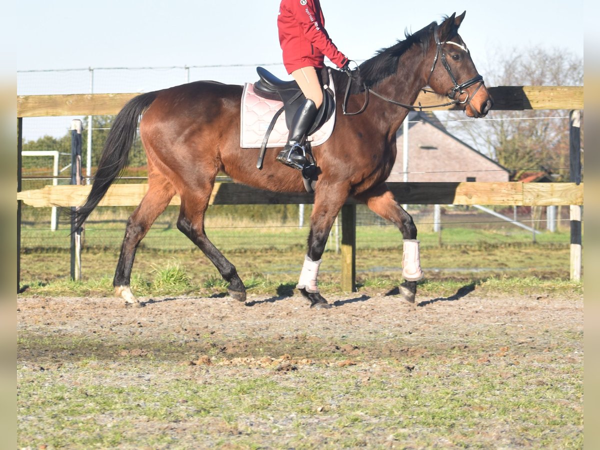 Pozostałe rasy Klacz 13 lat 164 cm Ciemnogniada in Achtmaal