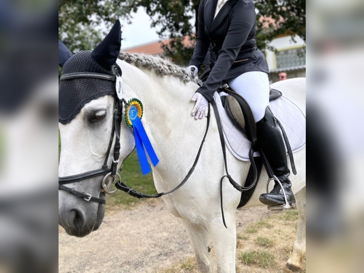 Pozostałe rasy Klacz 15 lat 152 cm Siwa in Neuburg an der Donau