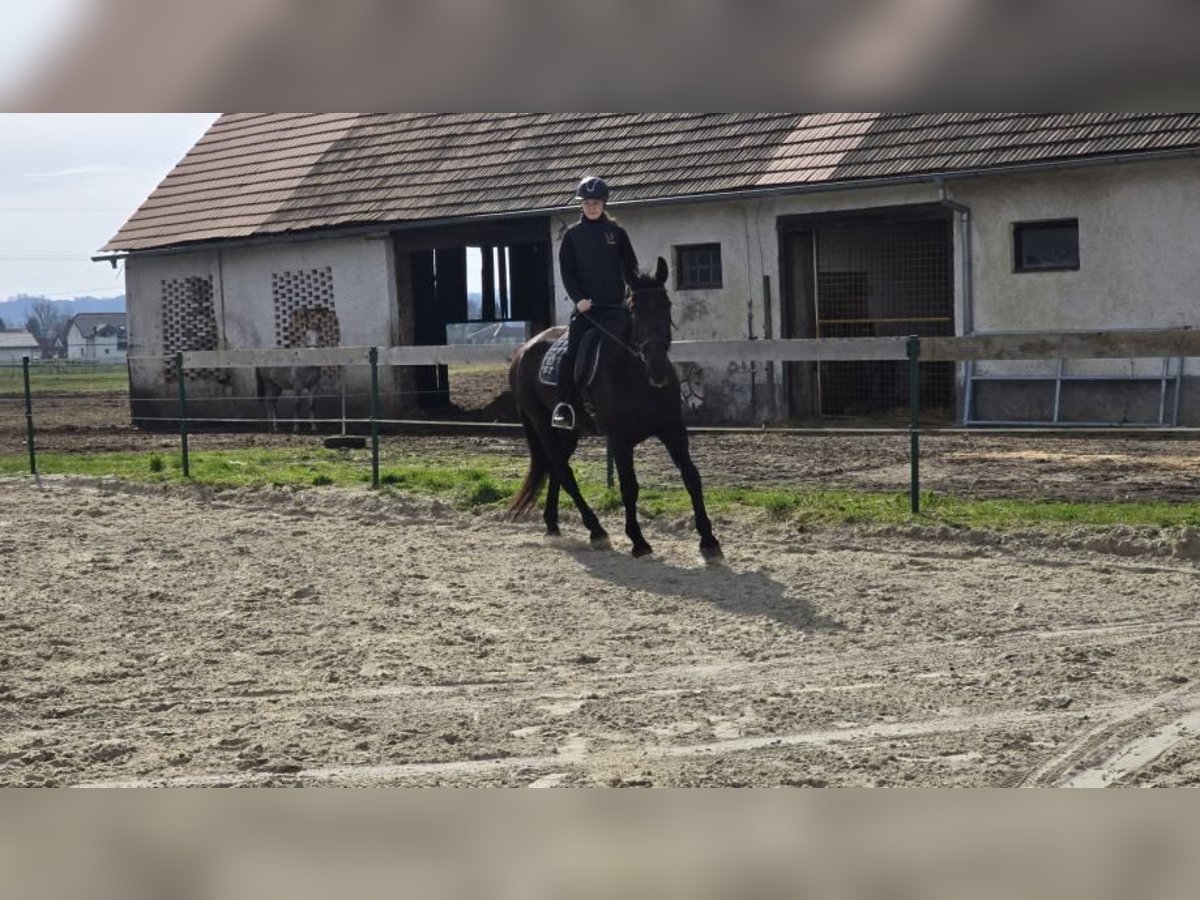 Pozostałe rasy Klacz 17 lat 175 cm Kara in Ptuj