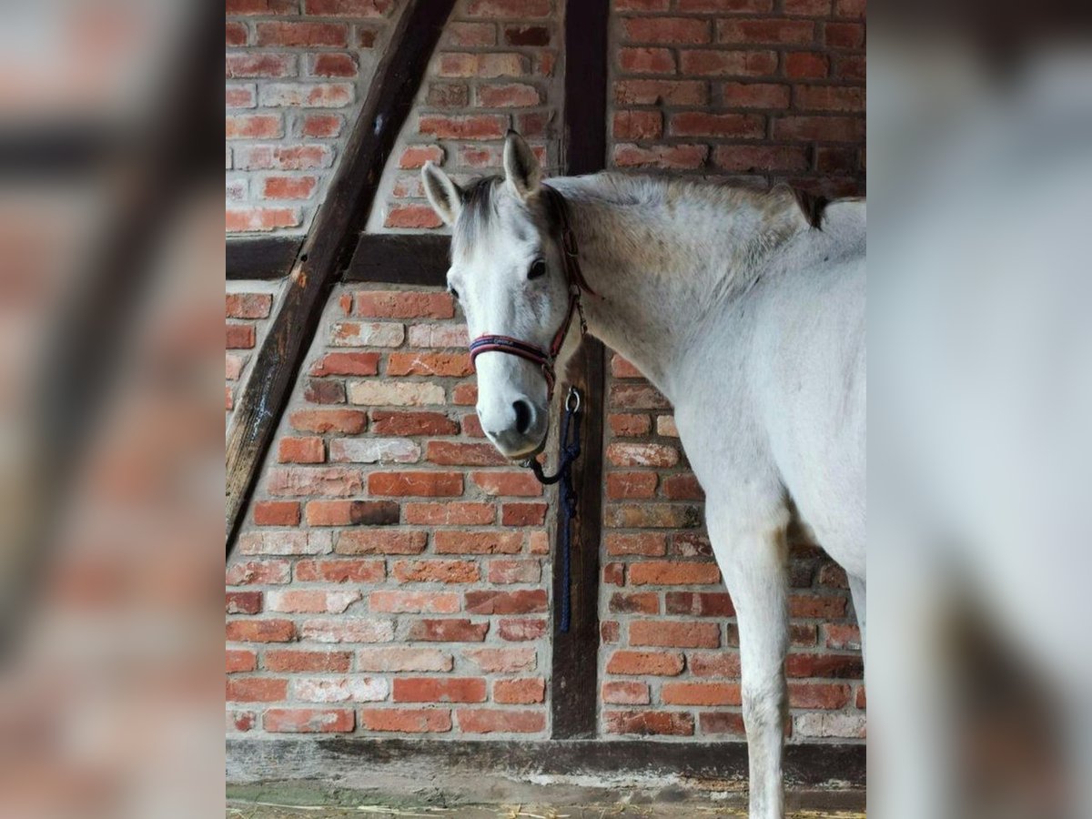 Pozostałe rasy Klacz 18 lat 160 cm in Brakel