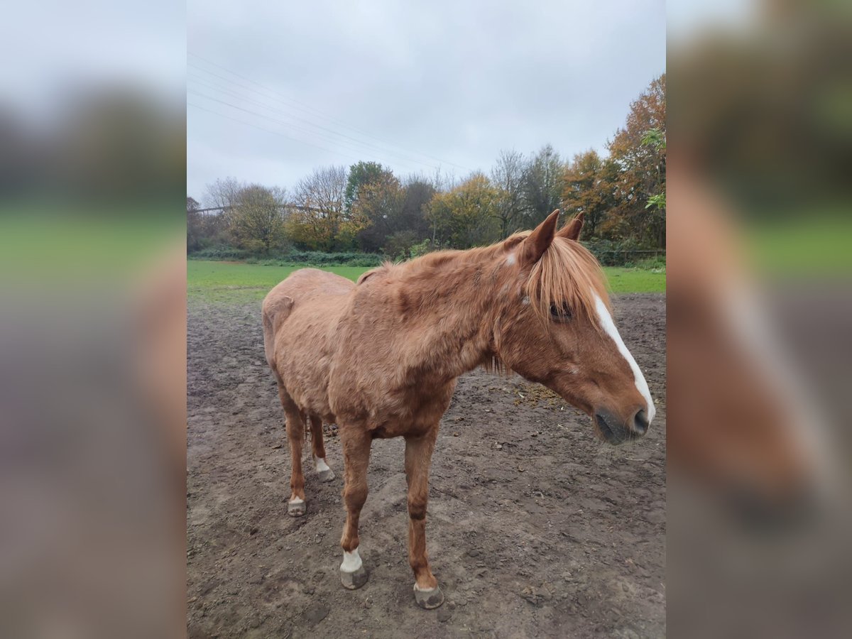 Pozostałe rasy Klacz 29 lat 140 cm Kasztanowata in Essen